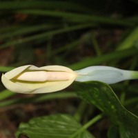 Alocasia cucullata (Lour.) G.Don